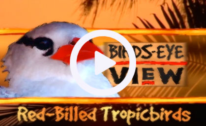 Birds-Eye View: Red-Billed Tropicbirds - a long form documentary for international broadcast produced, written, and directed by Lisa Long.