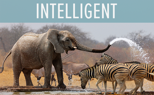 Lisa Long shares the effective communication intelligence she's gathered educating clients on best practices grounded in mass communication theory and research.